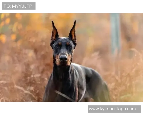 红军标王伊萨克状态回暖自信满满称现在下结论还为时尚早